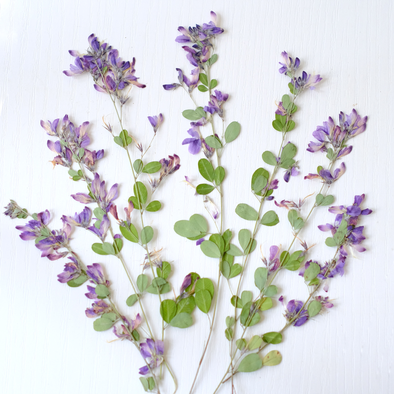 6pcs,nature Lespedeza Formosa  - Resin Art Baby review and price