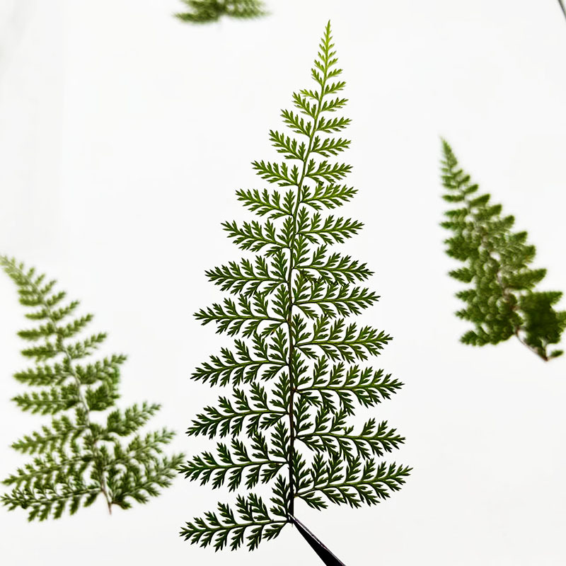 100Pcs Natural Rain Fern Leaf  - Resin Art Baby review and price